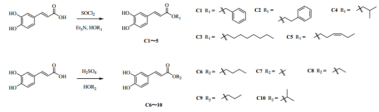 咖啡酸酯类衍生物的合成及其生物活性研究