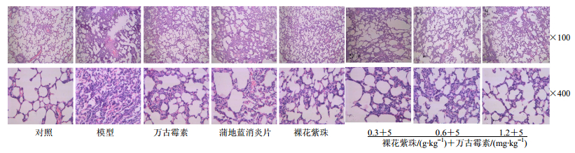 裸花紫珠联合万古霉素对耐甲氧西林金黄色葡萄球菌致大鼠肺炎模型的协同 