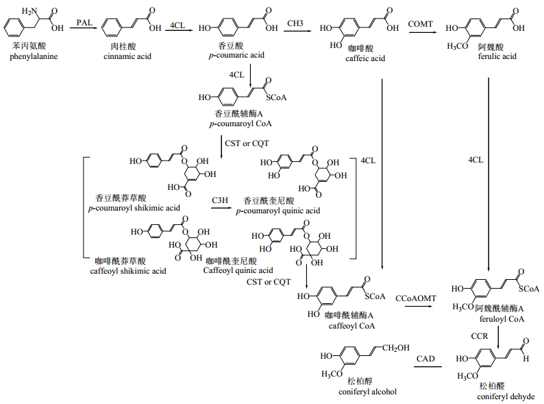 木脂素八百方图片